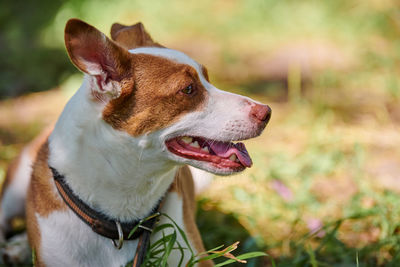 Close-up of dog