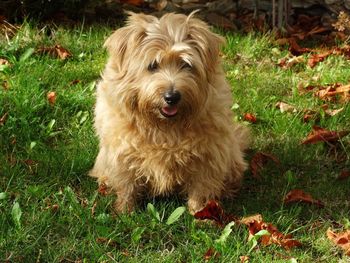 Dog on field