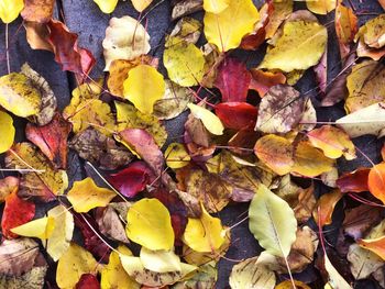 Close-up of fallen maple leaves