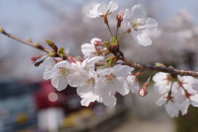 Close-up of cherry blossoms in spring