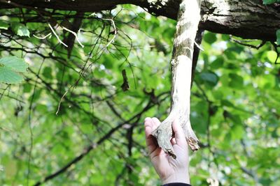 Low section of person on tree trunk in forest