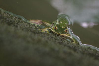 Close-up of insect on water