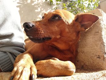 Close-up of a dog looking away