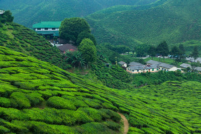 Scenic view of agricultural field