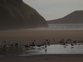 Flock of birds on beach against sky during sunset