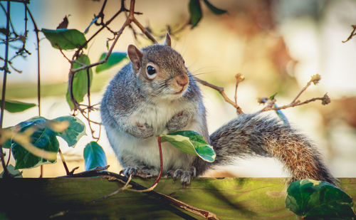 Close-up of sparrow perching outdoors