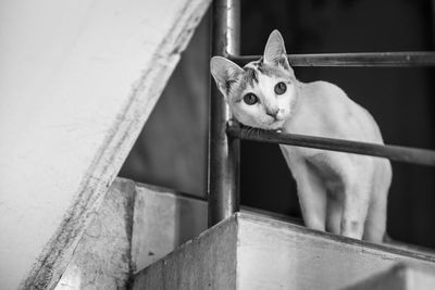 Portrait of cat on railing