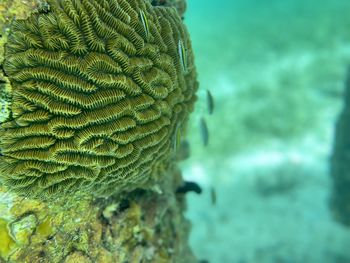 Close-up of fish in sea