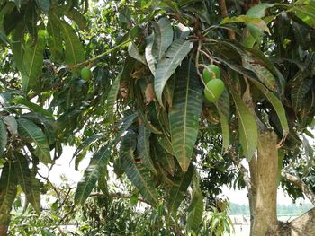 Low angle view of banana tree