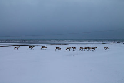 Flock of birds on beach against sky