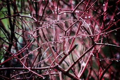 Low angle view of flowering tree branch