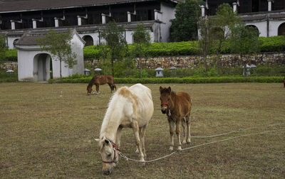 Horses enjoying grass eating in front yard of a traditional chinese inspired building