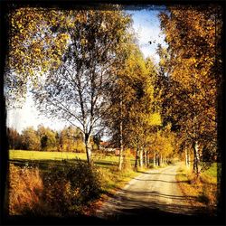 Trees in park