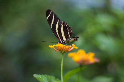 Close-up of butterfly perching on flower