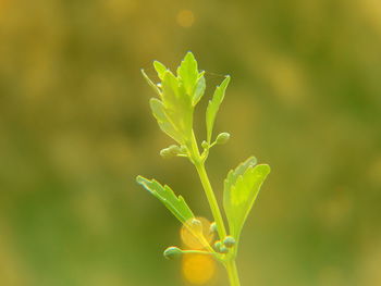 Close-up of green plant on field