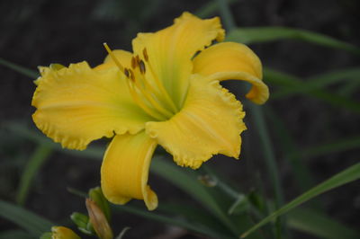 flowering plant