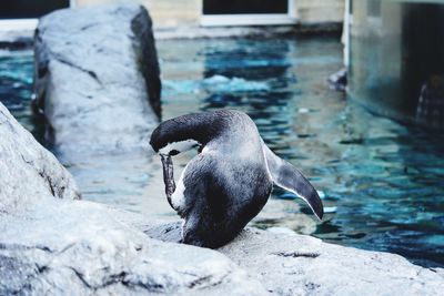 Close-up of penguin on rock at shore