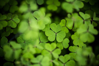 Close-up of leaves