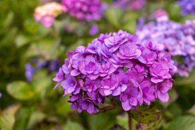 Close-up of purple flowering plant