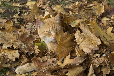 Close-up of dry autumn leaves