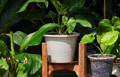 High angle view of potted plant on table