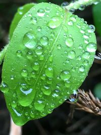 Close-up of water drops on leaf