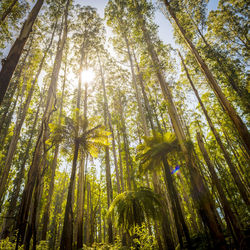 Low angle view of bamboo trees in forest