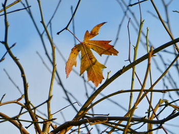 Low angle view of maple leaves against sky