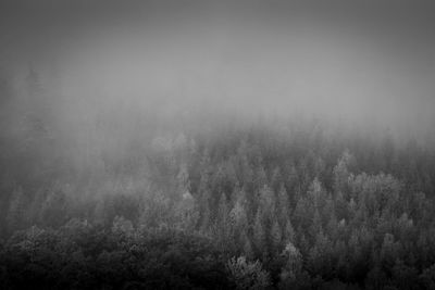 Trees in forest against sky