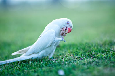 Close-up of a bird