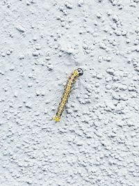 Close-up of caterpillar