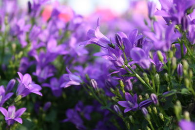 Close-up of purple flowers blooming outdoors