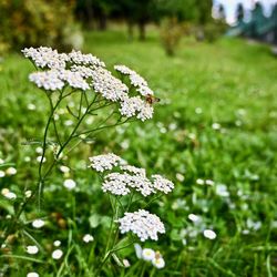 Close-up of white flowering plant on field