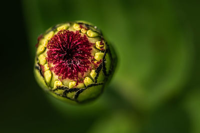 Close-up of flower bud growing outdoors