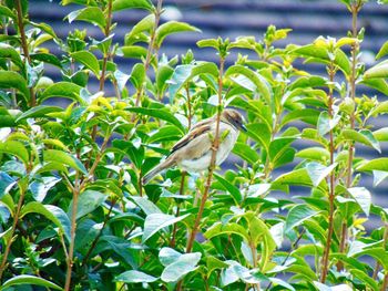 Bird perching on tree trunk