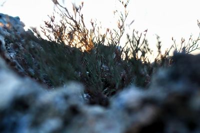 Close-up of snow on field against sky during sunset