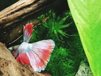 High angle view of a bird