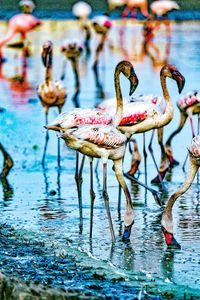 View of birds in lake