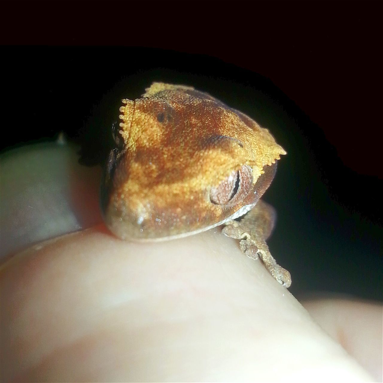 CLOSE-UP OF A HAND FEEDING