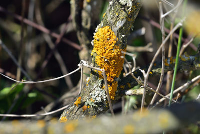 Close-up of yellow flower growing on branch