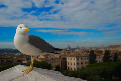 Seagull perching on roof against cityscape