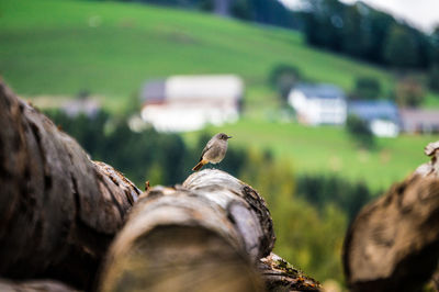 Close-up of birds on field