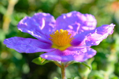 Close-up of purple flowering plant