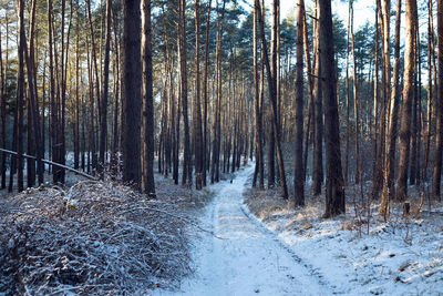 Panoramic shot of trees in forest during winter