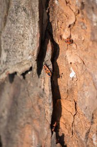 Close-up of rock