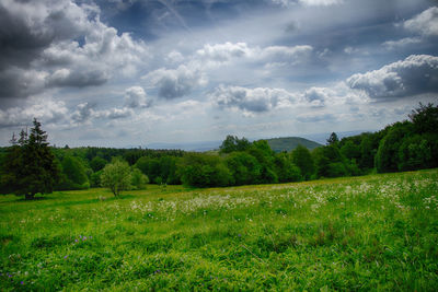 Scenic view of field against sky