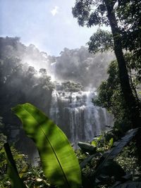 Scenic view of waterfall in forest