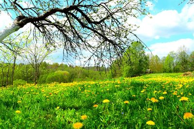 View of yellow flowers growing in field