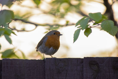 Close-up of bird perching on wood