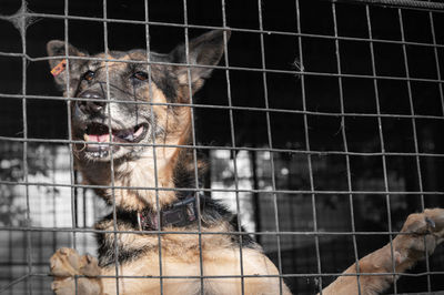 Dog in animal shelter waiting for adoption. portrait of red homeless dog in animal shelter cage.